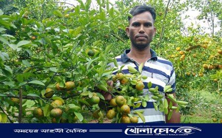 বিজয়নগরে পাতার আড়ালে আড়ালে ঝুলছে পাকা রসালো কমলা