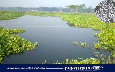 সালথায় পুকুরে বিষ প্রয়োগে মাছ নিধন, থানায় অভিযোগ করায় হামলা