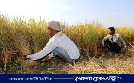 কালীগঞ্জে আগাম আমন ধান কাটা শুরু