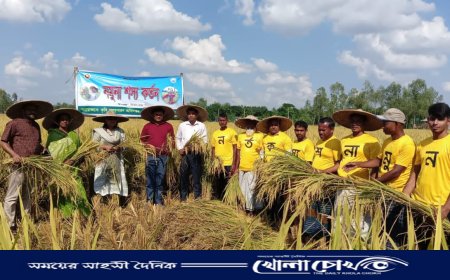 কালীগঞ্জে চলতি মৌসুমে আমন ধানের বাম্পার ফলনের স্বপ্ন দেখছেন কৃষকেরা
