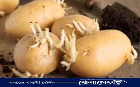 আক্কেলপুরে বীজ আলুর সংকট