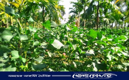 লালমনিরহাটে তুলা চাষে লাভের মুখ দেখছে কৃষেকরা