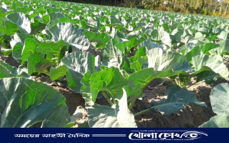 লালমনিরহাটে শীতকালীন শাক সবজি চাষে ব্যস্ত কৃষকেরা