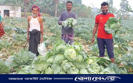 বালিয়াকান্দির প্রান্তিক কৃষক শামীমের মুখে হাসি, ফুলকপি ও বাঁধাকপি’র চাষে বাম্পার ফলন