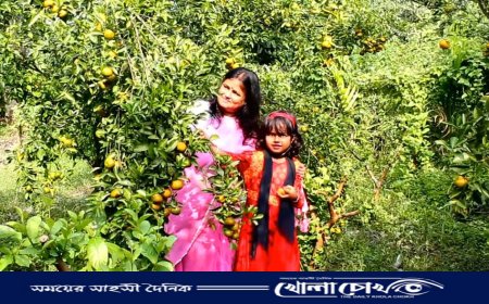 খোকসায় মিষ্টি জাতের কমলা চাষে লাভের স্বপ্ন 