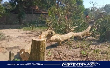 নবীনগরে পূর্ব শত্রুতার জেরে ৬ লক্ষ টাকার গাছ কাটার অভিযোগ