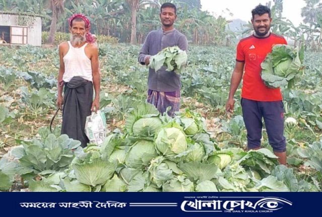 বালিয়াকান্দির প্রান্তিক কৃষক শামীমের মুখে হাসি, ফুলকপি ও বাঁধাকপি’র চাষে বাম্পার ফলন