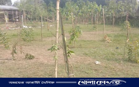 সালথায় শত্রুতার জেরে প্রবাসীর বাগানের চারা গাছ কেটে ফেলার অভিযোগ 