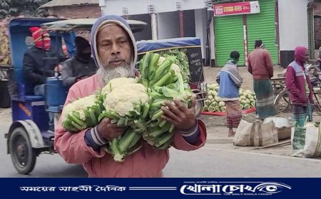 নওগাঁয় ফুলকপি বিক্রয় হচ্ছে ৫০ পয়সা থেকে ১ টাকায়
