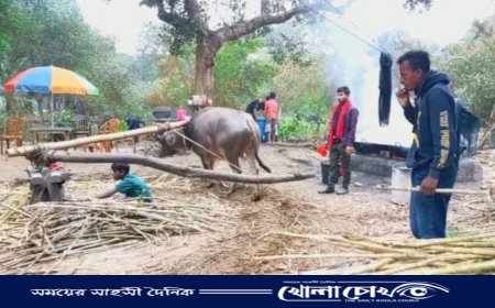 বিজয়নগরে সনাতন পদ্ধতিতে আখ মাড়াই করে ধরে রেখেছেন ঐতিহ্য