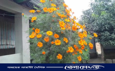 লালমনিরহাটে বাণিজ্যিকভাবে চাষ হচ্ছে গাঁদা ফুলের