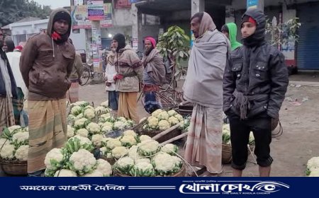 আক্কেলপুরে মুলা আর ফুলকপি নিয়ে বিপাকে কৃষকরা