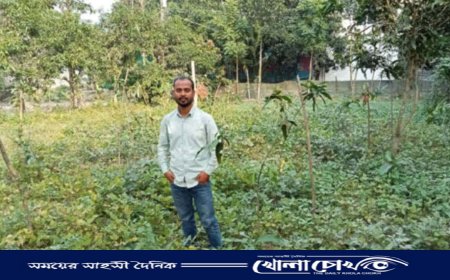 নবীনগরে আম বাগান গুলোতে সাথী ফসল হিসেবে মাসকলাইয়ের চাষ