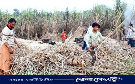 খোকসায় আখ চাষে আগ্রহ নেই চাষিদের