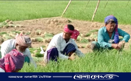 ভাঙ্গায় তাহেরপুরী পেঁয়াজ চাষে কৃষকের স্বপ্নের হাতছানি