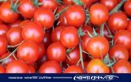কেমিক্যাল দিয়ে পাকানো হচ্ছে সবুজ টমেটো