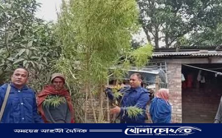 নওগাঁয় নিজ বাড়িতে গাঁজা চাষ আটক-১ 