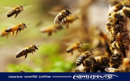 ফরিদপুরে মৌমাছির কামড়ে যুবকের মৃত্যু, আহত ১৬