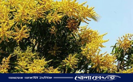 রাজশাহীতে মুকুলে ছেয়ে গেছে আম গাছ