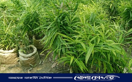 কালকিনিতে বাড়ির আঙিনায় বস্তায় আদা চাষ