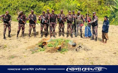 থানচিতে পপি ক্ষেত ধ্বংস করেছে ৫৭ বিজিবি