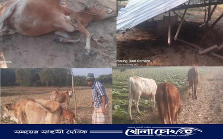 লামায় কৃষকের গোয়াল ঘরে বন্য হাতির আক্রমণ