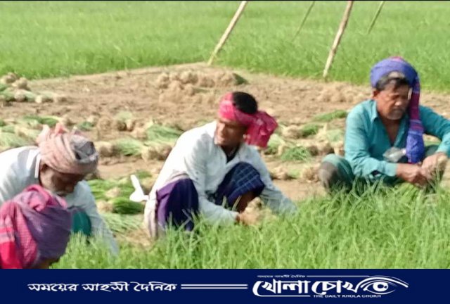 ভাঙ্গায় তাহেরপুরী পেঁয়াজ চাষে কৃষকের স্বপ্নের হাতছানি
