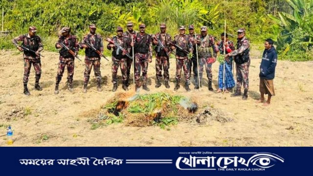 থানচিতে পপি ক্ষেত ধ্বংস করেছে ৫৭ বিজিবি