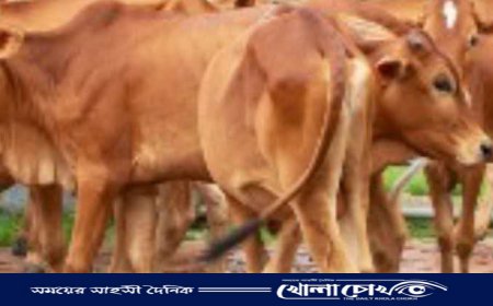 "আপনার গরু আমাদের" গোয়াল ঘরে চিরকুট লিখে আত্রাইয়ে গরু চুরি 