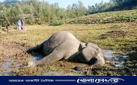 লামায় বন্য হাতি মারার দায়ে ৪ জনের নামে গ্রেফতারী পরোয়ানা