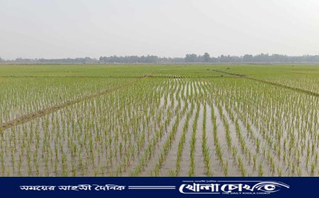 আত্রাইয়ে ১৫ হাজার হেক্টরের অধিক জমিতে চাষ হচ্ছে বোরো ধান