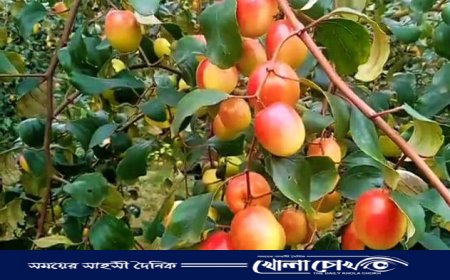 বিজয়নগরে কুল চাষে বাম্পার ফলন, কৃষকের মুখে হাসি