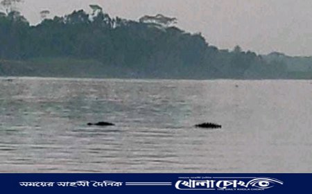 মাদারীপুরের কালকিনিতে কুমির আতঙ্কে আড়িয়াল খাঁ নদ পাড়ের মানুষেরা