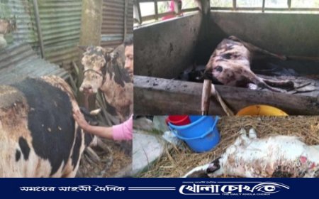 নোয়াখালীতে খামারিকে বেঁধে গোয়াল ঘরে আগুন, ৭ গরু দগ্ধ, এক বাছুরের মৃত্যু