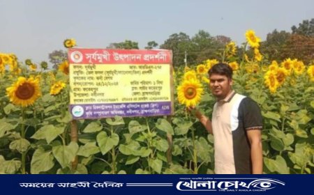 নবীনগরে সূর্যমুখী চাষে কৃষকদের মুখে হাসি