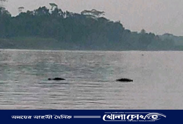 মাদারীপুরের কালকিনিতে কুমির আতঙ্কে আড়িয়াল খাঁ নদ পাড়ের মানুষেরা