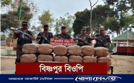 সরাইল ২৫ বিজিবির অভিযানে ১০৪ কেজি ভারতীয় গাঁজা আটক