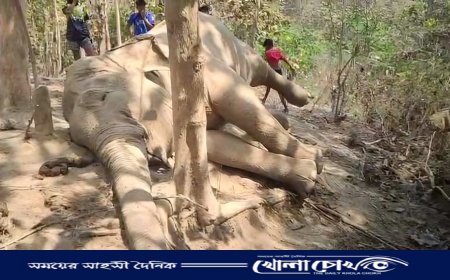 রাজস্থলীতে প্রসবকালীন জটিলতায় মা হাতি ও শাবকের মৃত্যু