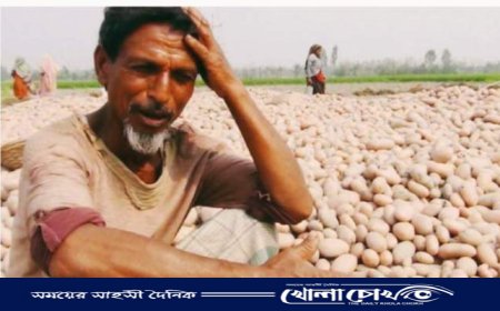 আলুর দরপতনে দিশেহারা কৃষকরা