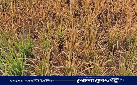 ব্রাহ্মণবাড়িয়ায় বিষাক্ত স্প্রে প্রয়োগে ৩৭ শতাংশ ধানক্ষেত ধ্বংস, বিচার দাবি কৃষকের