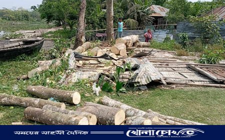 নাজিরপুরে নিয়ম না মেনে সরকারি গাছ কাটলেন সাবেক ছাত্রলীগ নেতা