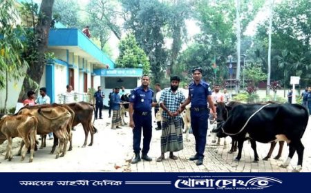 আত্রাইয়ে চোরাই গরুসহ আটক ১, উদ্ধার ১৩টি গরু