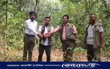 বাজার থেকে উদ্ধার বনমোরগ, সংরক্ষিত বনে অবমুক্ত