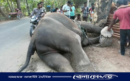 মাগুরায় সড়কে চাঁদা তোলার সময় হাতি মৃত্যু সরকারিভাবে ময়নাতদন্ত সম্পন্ন