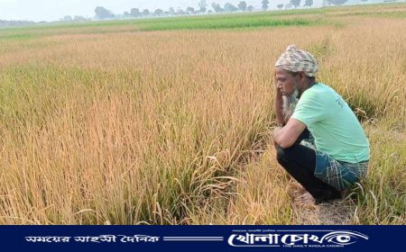 নওগাঁয় দুর্বৃত্তের হামলায় ক্ষতিগ্রস্ত ৮০ বিঘা জমির ধান