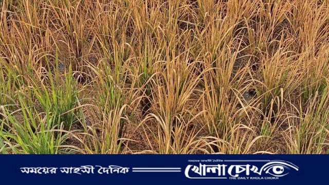 ব্রাহ্মণবাড়িয়ায় বিষাক্ত স্প্রে প্রয়োগে ৩৭ শতাংশ ধানক্ষেত ধ্বংস, বিচার দাবি কৃষকের