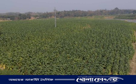 বহুজাতিক কোম্পানির নির্লিপ্ততায় হতাশ তামাকচাষিরা