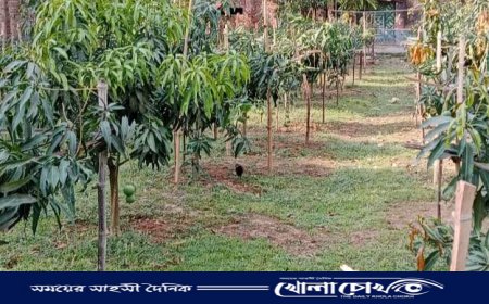 মিঠাপুকুরে রাস্তার অজুহাতে আমবাগানসহ জমি দখলের চেষ্টা