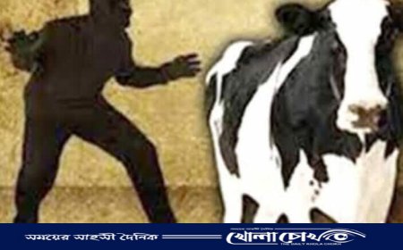 তালাবদ্ধ গোয়ালঘর থেকে গরু উধাও