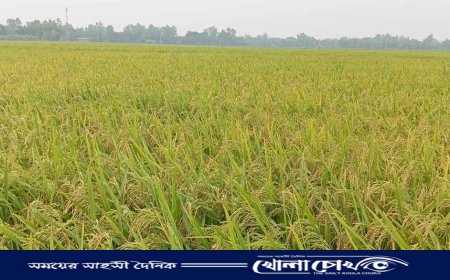 পাকতে শুরু করেছে বোরো ধান, কৃষকের চোখে সোনালি স্বপ্ন